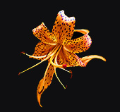 Maîtresse Lily